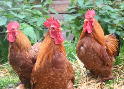 3 Bantams